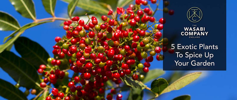 Exotic Plants To Spice Up Your Garden
