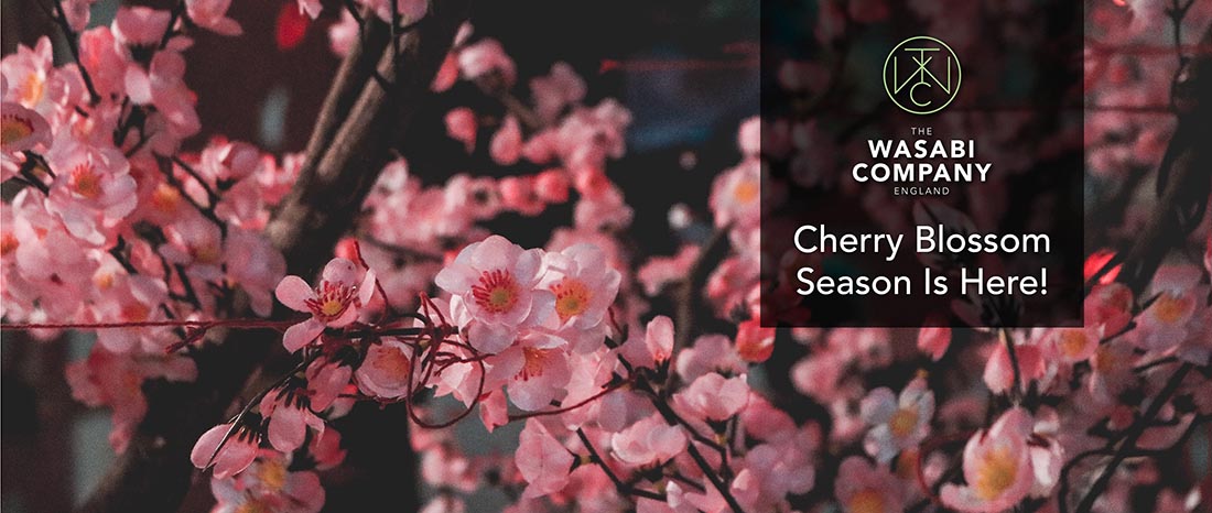 Sakura Cherry Blossom Season Is Here