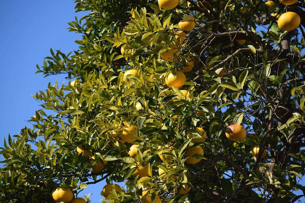 Citrus Tree Restock! Just In Time For Christmas