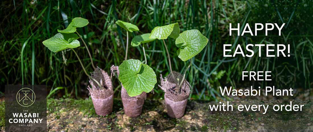 Happy Easter! To Celebrate We're Giving Away a Free Wasabi Plant with Every Order