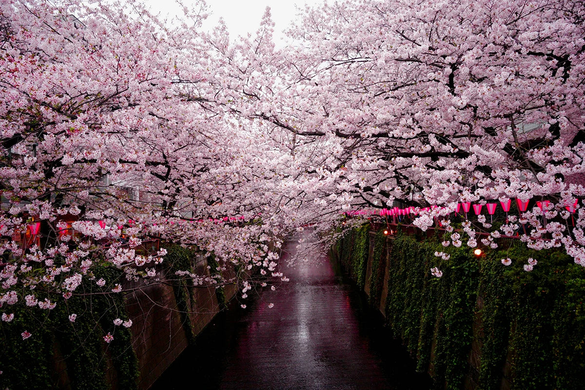 Hanami: Sakura Cherry Blossom Season