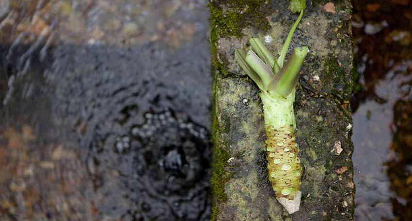 Is Fresh Wasabi a Super Food?