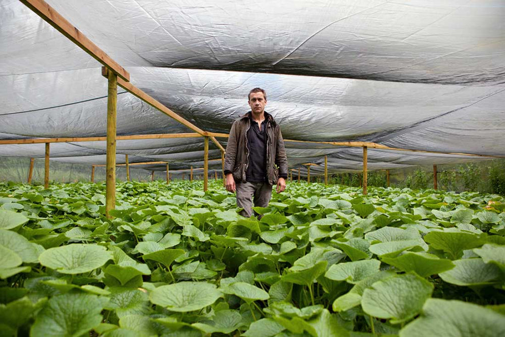 The Wasabi Company - all about us!