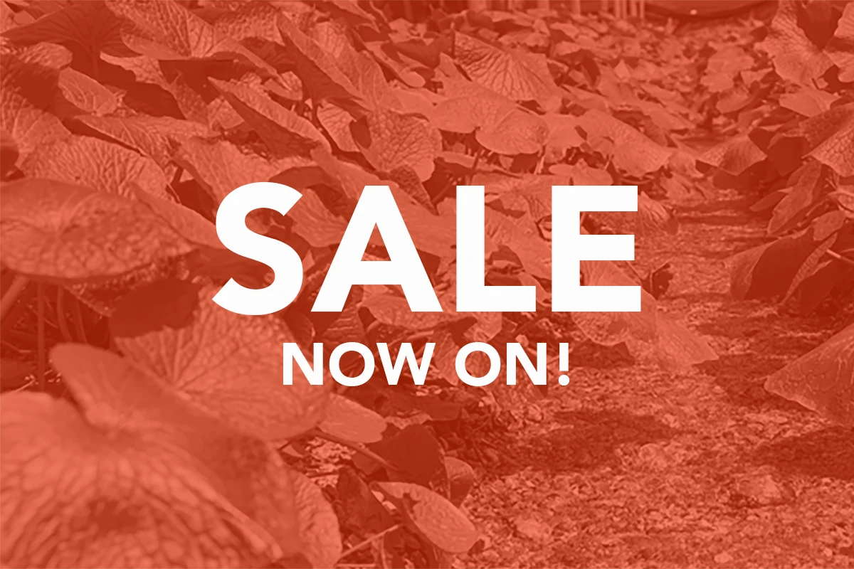Winter Sale Now on at The Wasabi Company online with up to 60% off