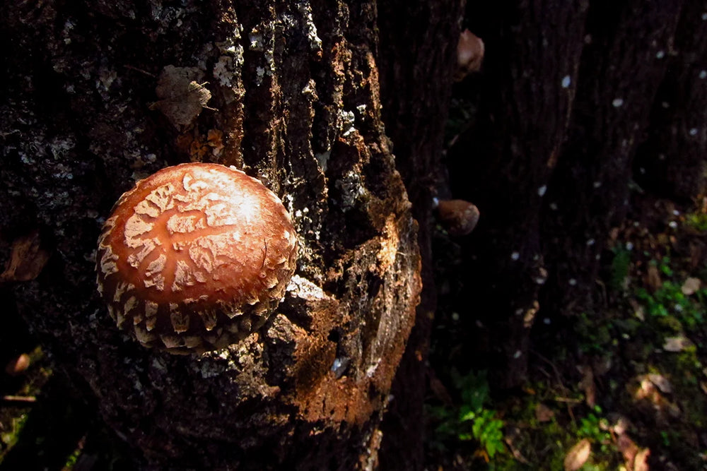 Japanese shiitake mushrooms organically forest grown