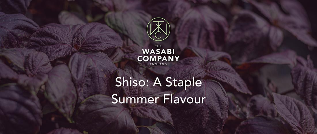 Staple Summer Ingredient: Shiso