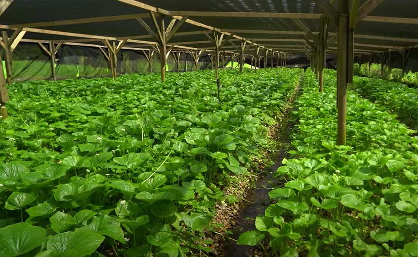 Spicy Moustache Visits Us at The Wasabi Farm!