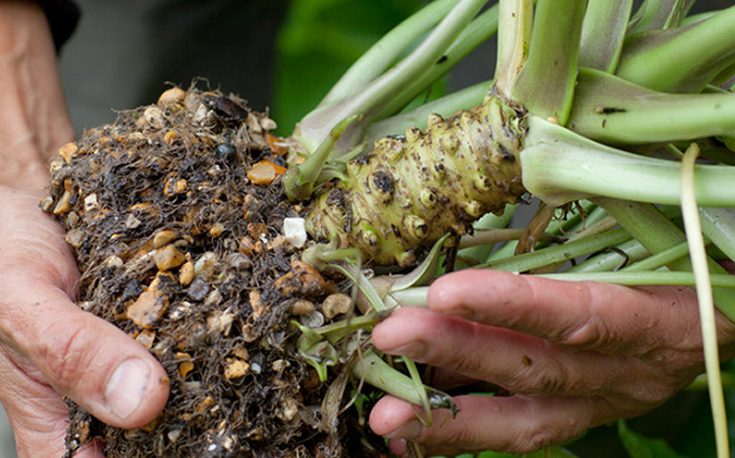 How do I prepare my fresh wasabi for eating?