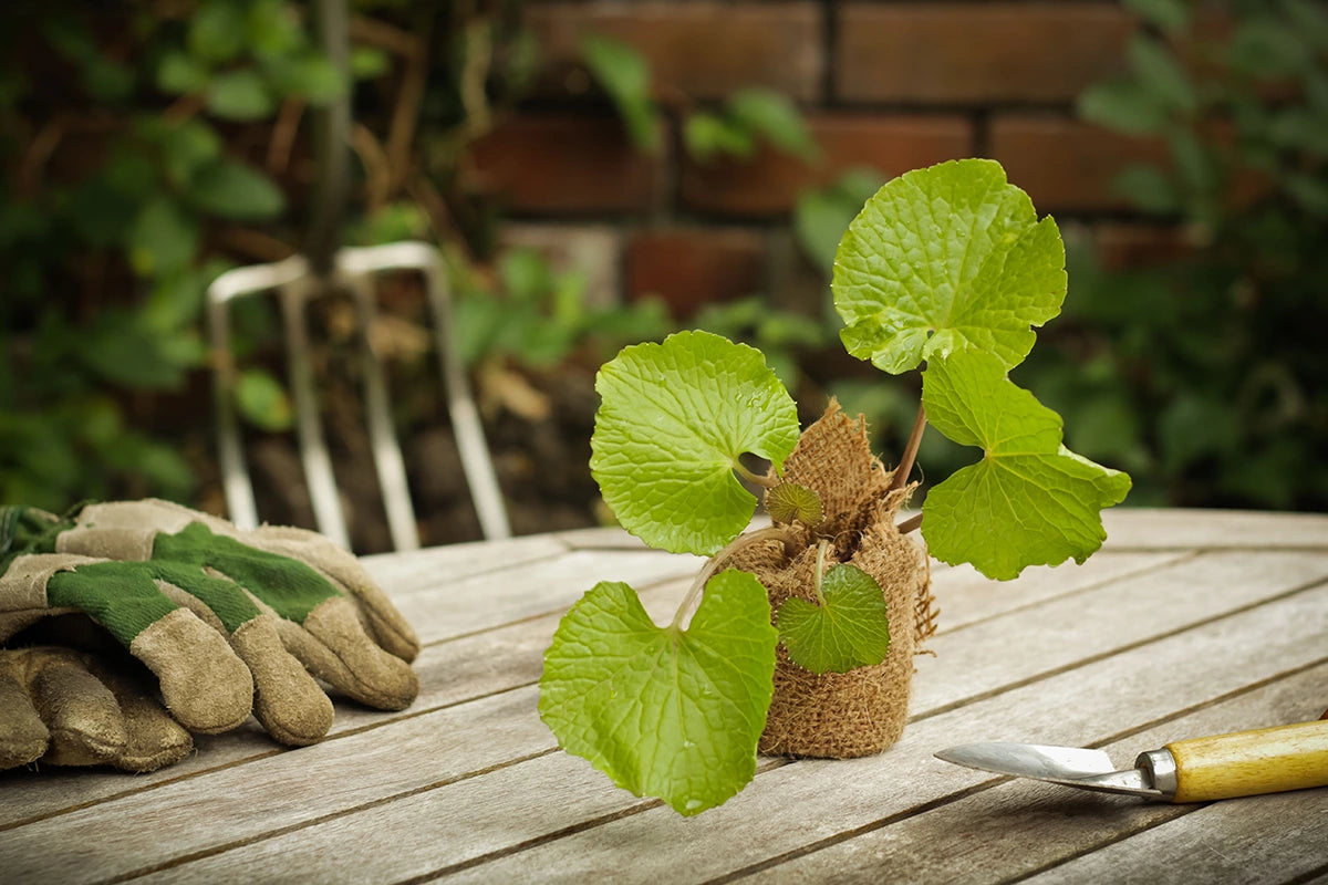 How to grow your own wasabi plants at home