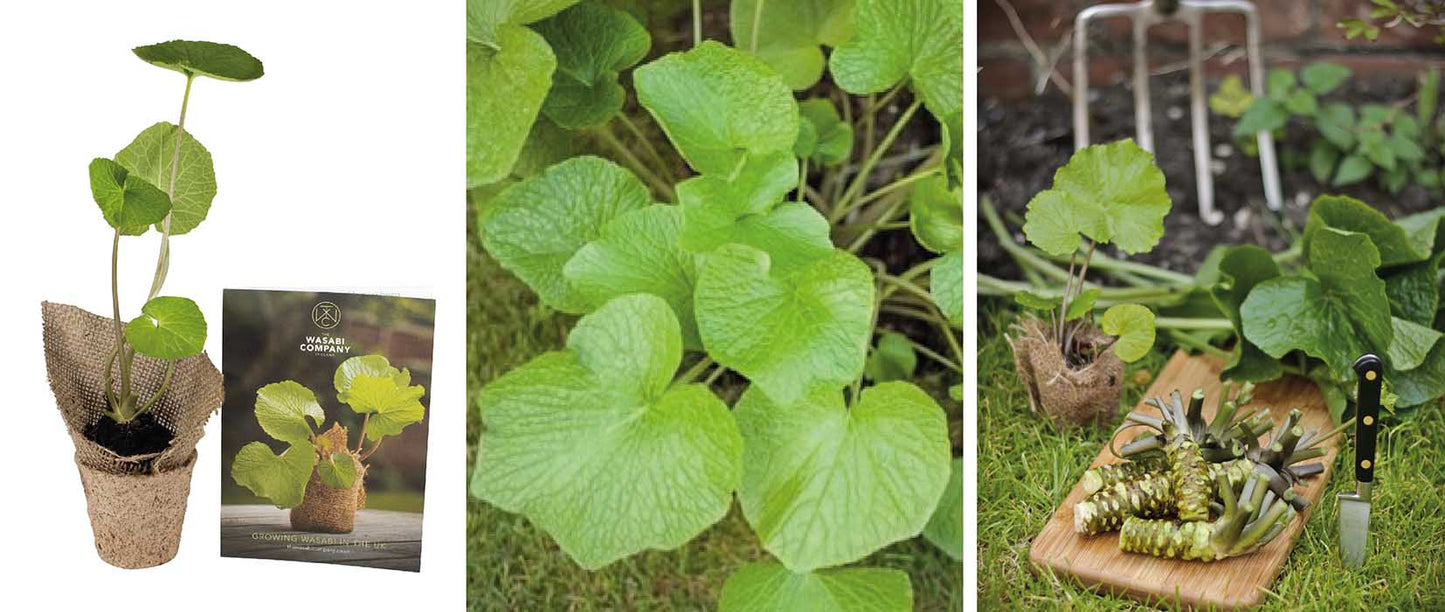 9 Reasons Everyone Loves Growing Wasabi