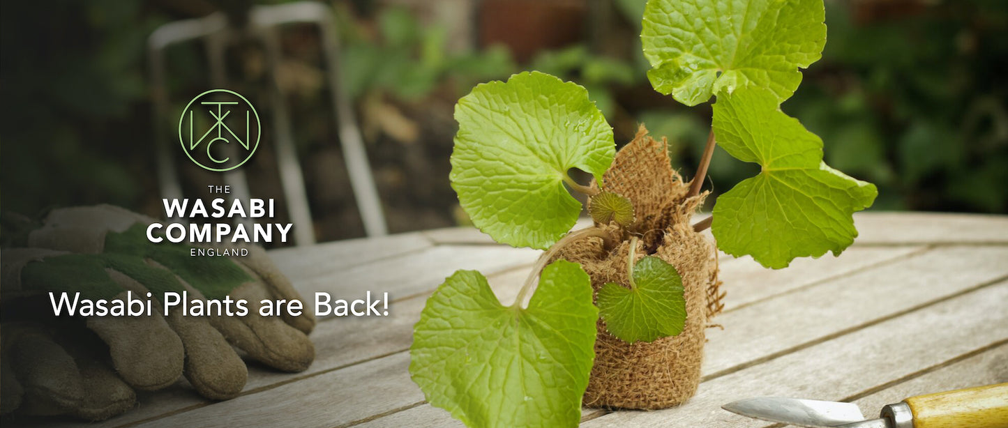 Wasabi Plants are back for Spring and Yuzu ideas for Mother's Day!
