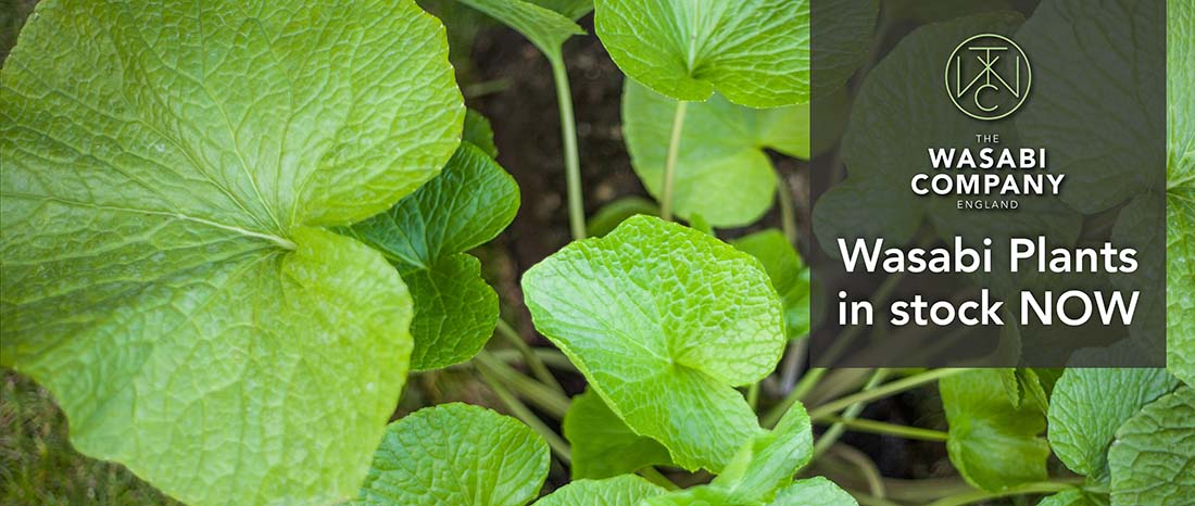 Wasabi Plants Are Back - Now Available in Larger Size!