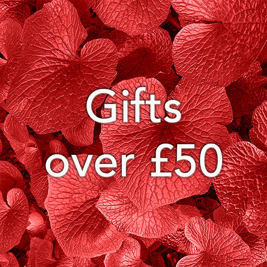 Christmas gift ideas from £30 to £50 available online at The Wasabi Company