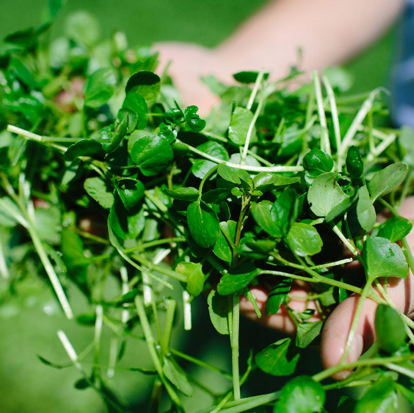 Fresh Watercress