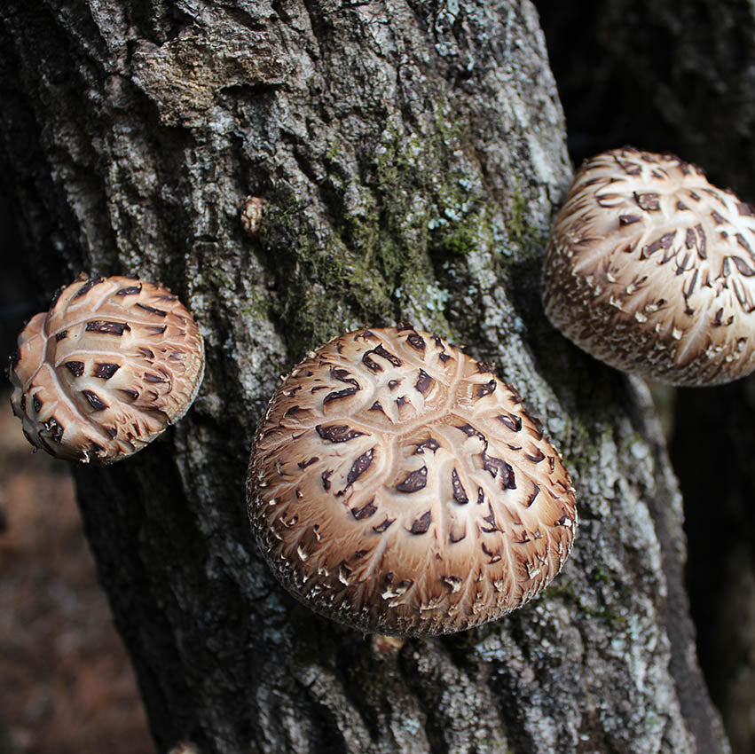 Shiitake Mushrooms