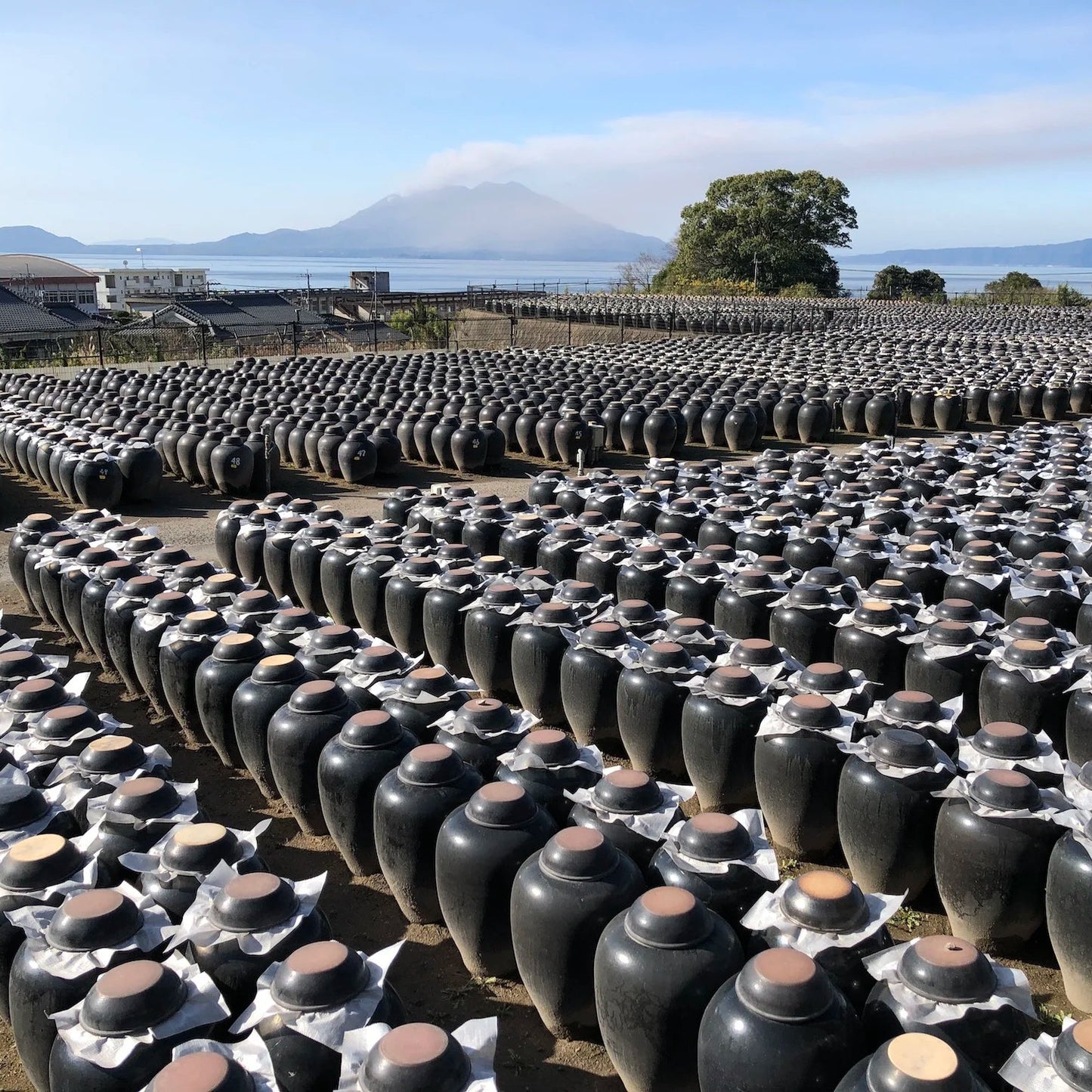 
                  
                    Rows of dark ceramic jars of Ume Kurozu (black rice vinegar with ume plum) - 200 ml with lids placed outdoors in a field, with a mountain and bay in the background.
                  
                