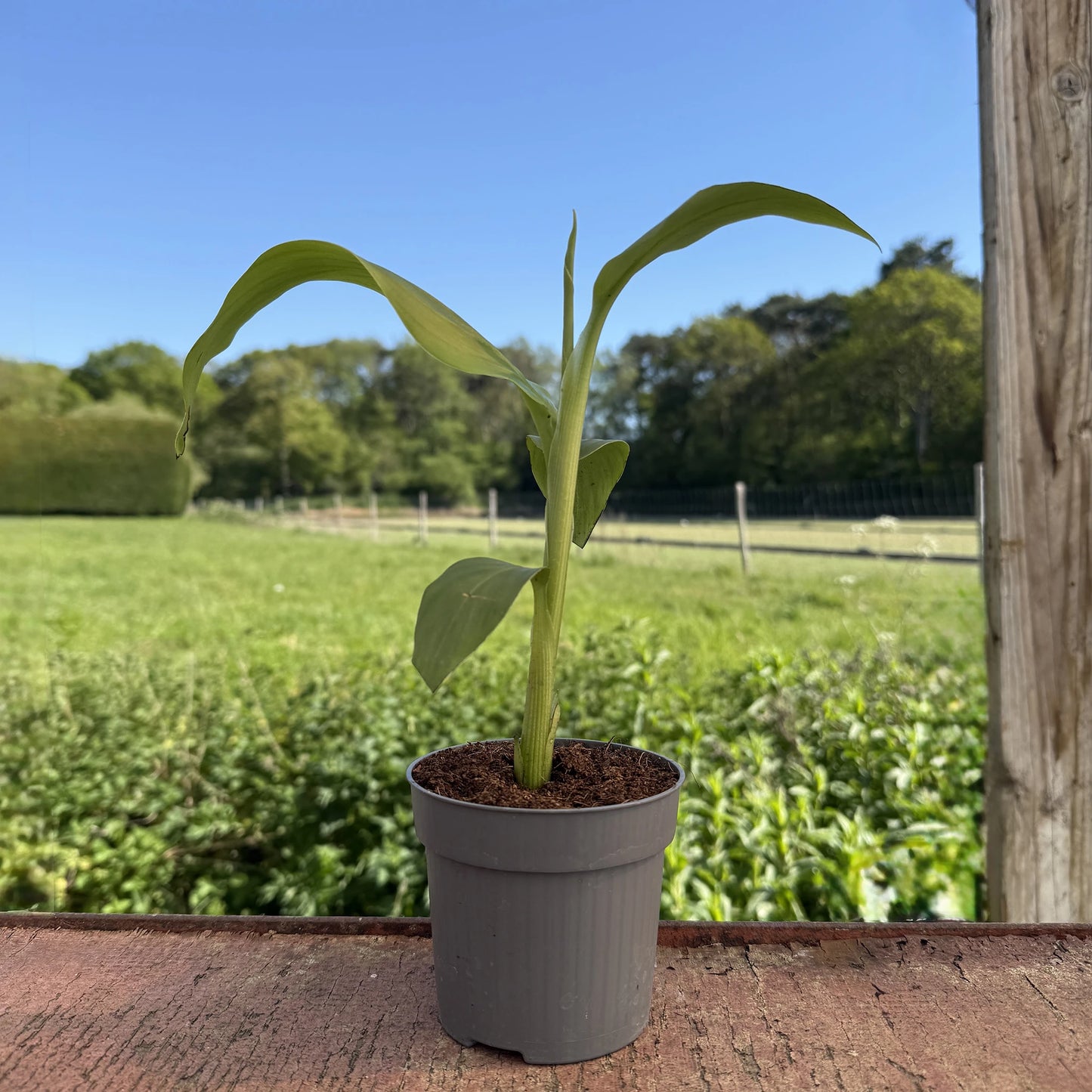 
                  
                    A young Japanese Hardy Banana Plant (Musa basjoo) sits in a small gray pot on wood, set against a green field and trees beneath a clear blue sky, bringing the lush feel of a tropical garden to your space.
                  
                