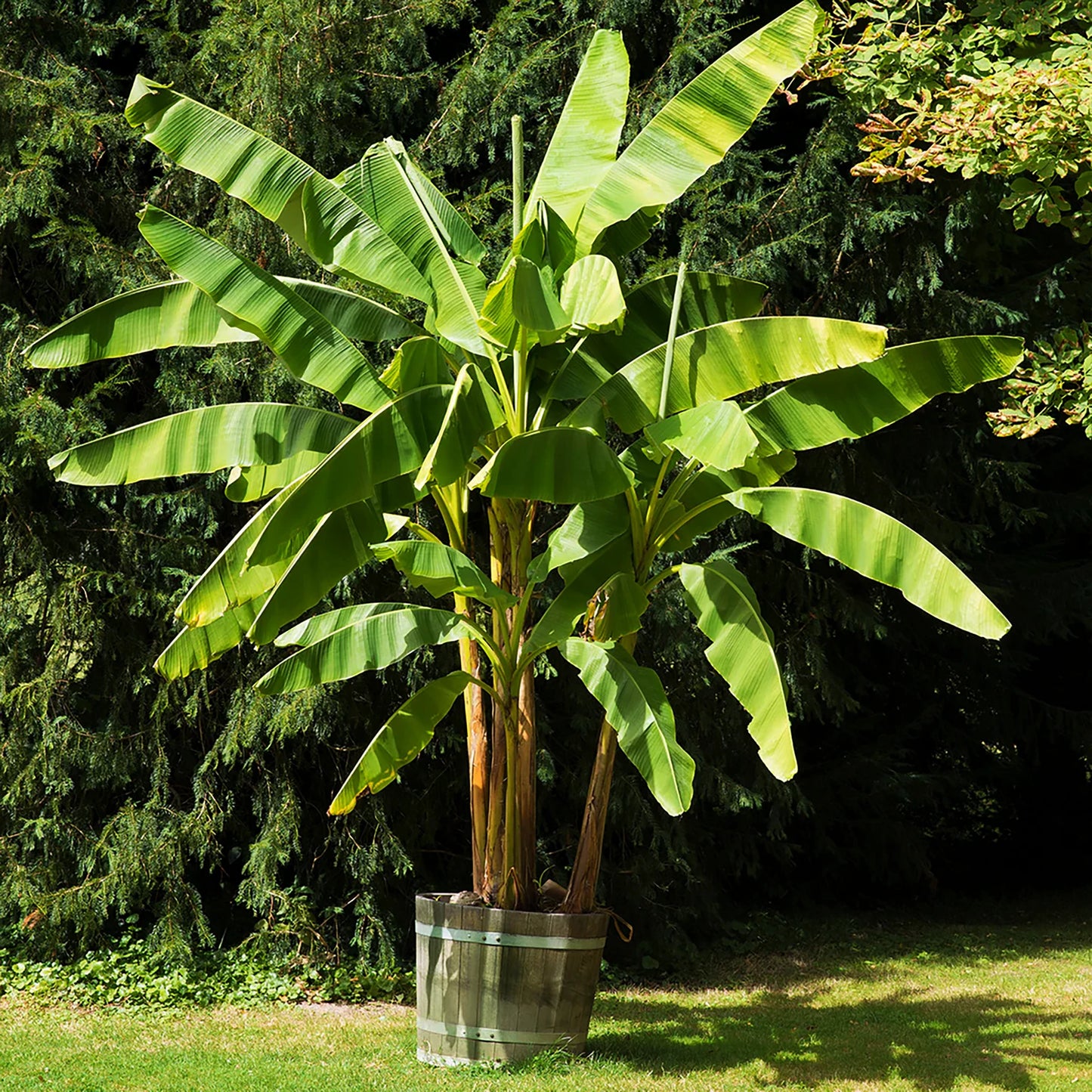 
                  
                    A large Japanese Hardy Banana Plant (Musa basjoo) with broad green leaves stands on grass before dense trees, adding a tropical garden feel.
                  
                