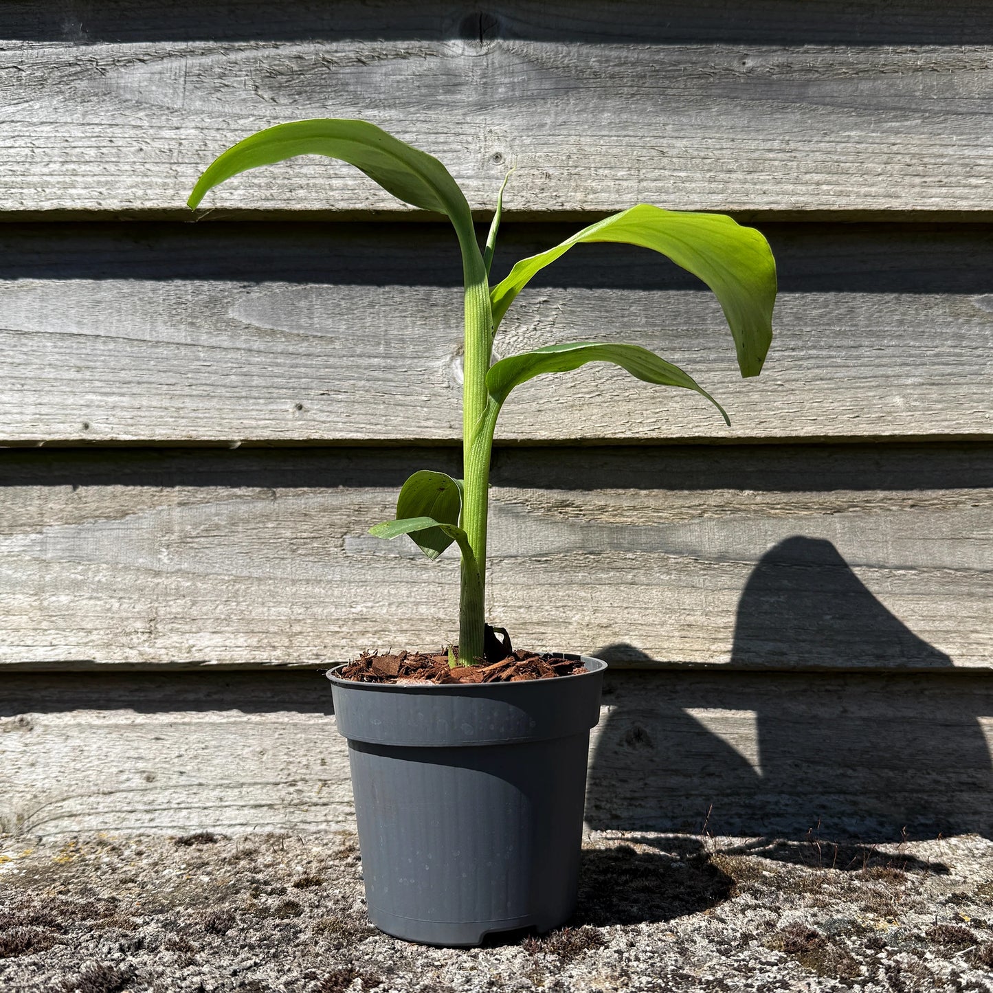A Japanese Hardy Banana Plant (Musa basjoo) with lush green leaves grows in a small gray plastic pot outdoors by a wooden wall, making it ideal for bringing a tropical touch to any garden.