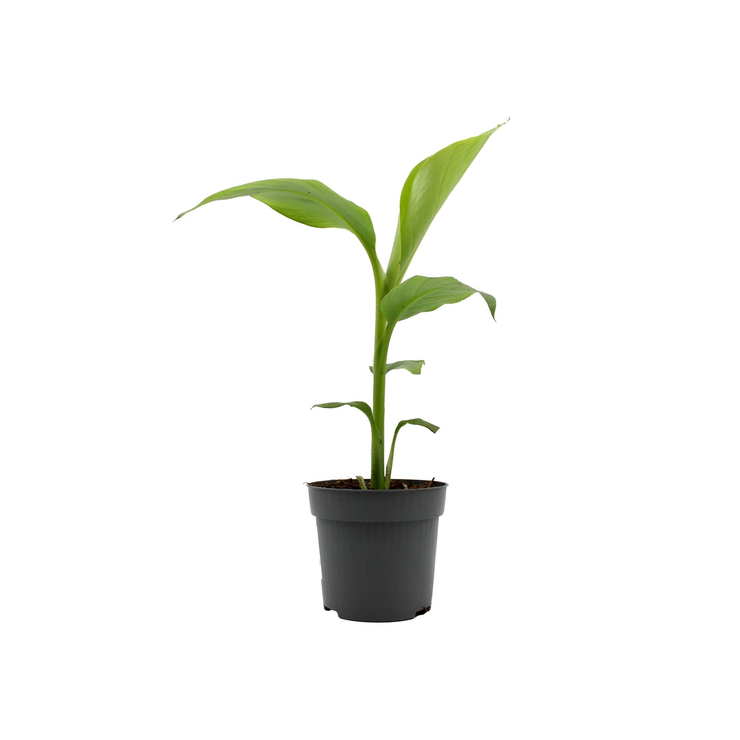 A young Japanese Hardy Banana Plant (Musa basjoo) with broad green leaves grows in a small black pot, isolated on white—ideal for bringing tropical vibes to your home or garden.