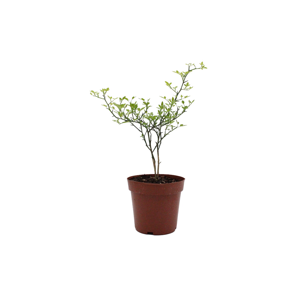 Japanese Bitter Orange Tree