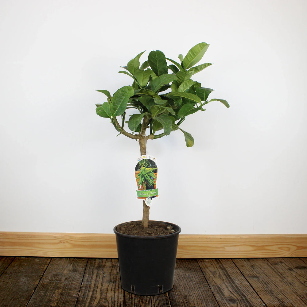 
                  
                    A container-grown Buddha's Hand Tree with green leaves sits on a wooden floor against a plain white wall, featuring a tag attached to its trunk.
                  
                