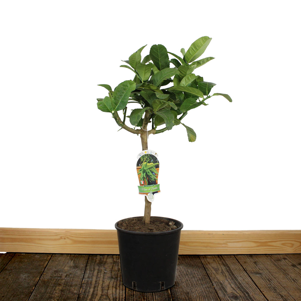 A Buddha's Hand Tree with green leaves grows in a small container on a wooden floor against a white background. A plant tag is attached to the trunk, ideal for showcasing this unique citrus variety.