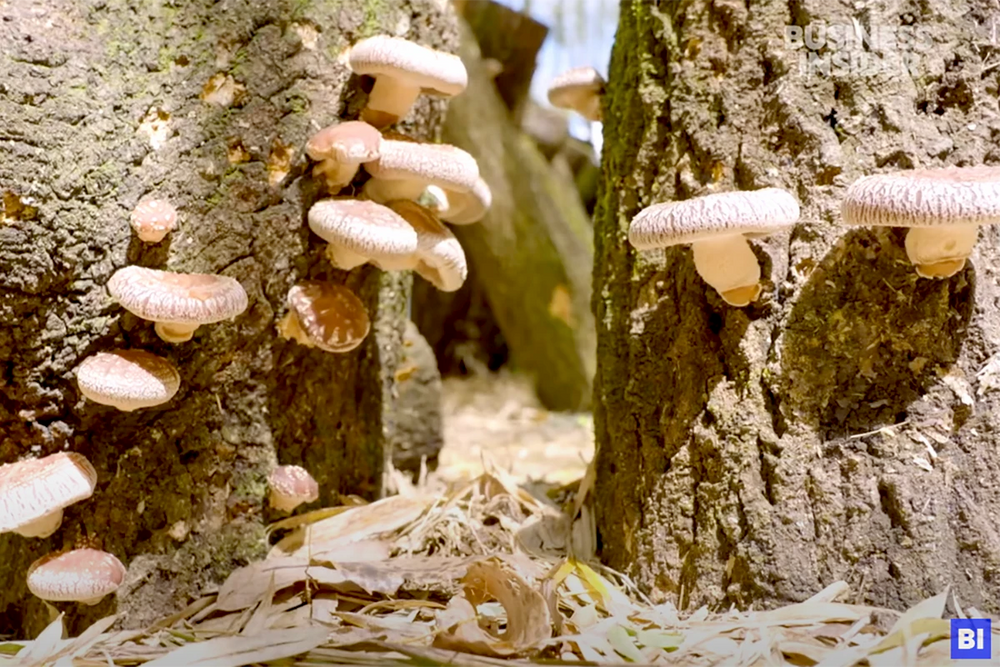 Japan's Highest Valued Shiitake