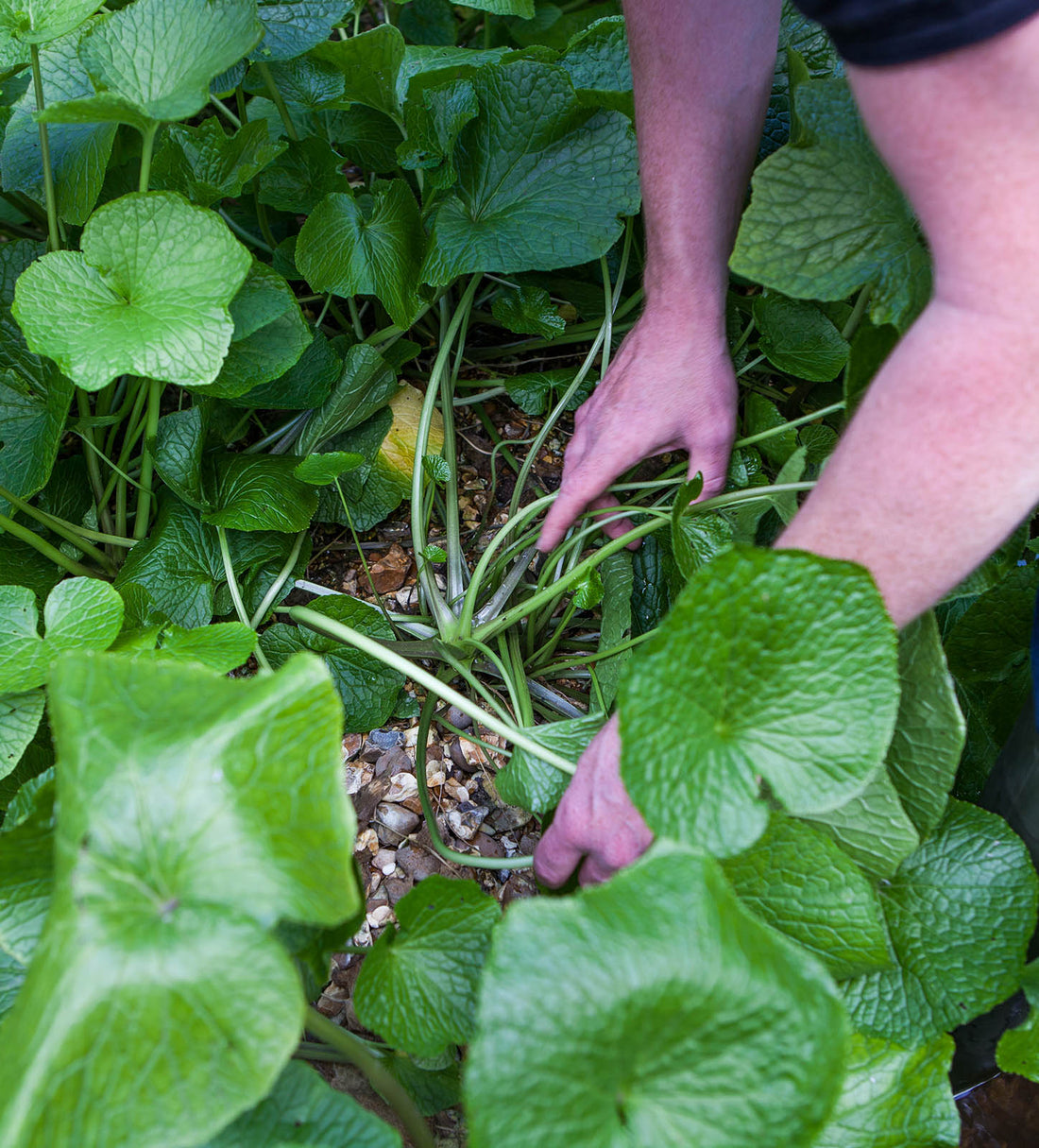 Grow Your Own Fresh Wasabi Plants in UK The Wasabi Co The Wasabi Company