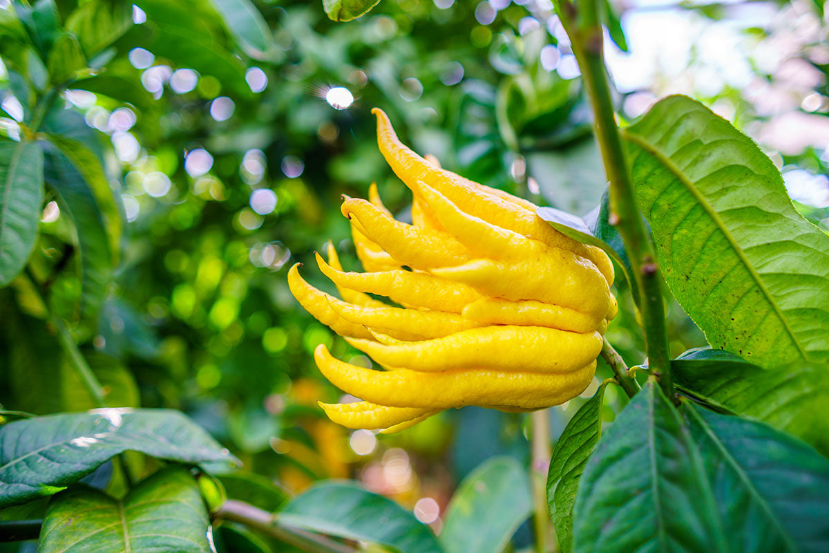 Fresh Buddha's Hands