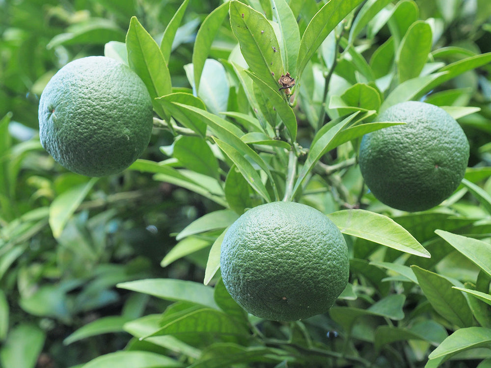 Buy fresh Japanese sudachi citrus fruit online 