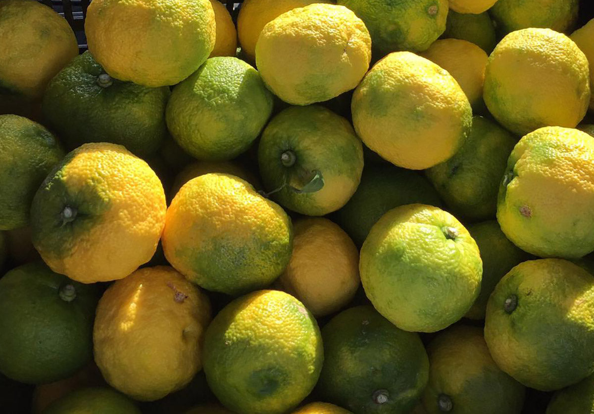 Buy fresh Yuzu fruit online, the Japanese queen of citrus