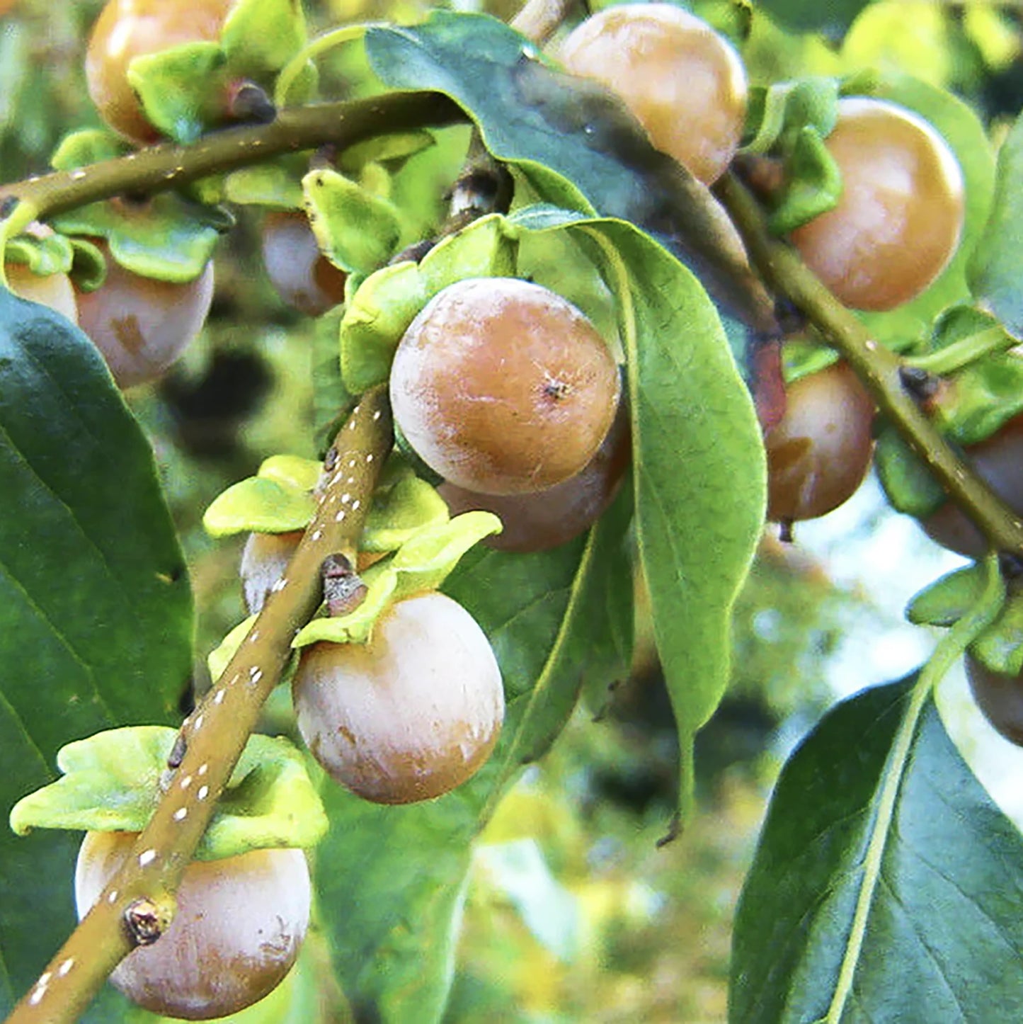 Sweet brown and white Date Plum Persimmon fruits grow on green-leaved branches of the hardy Date Plum Persimmon Tree (Diospyros lotus) in a natural outdoor setting.