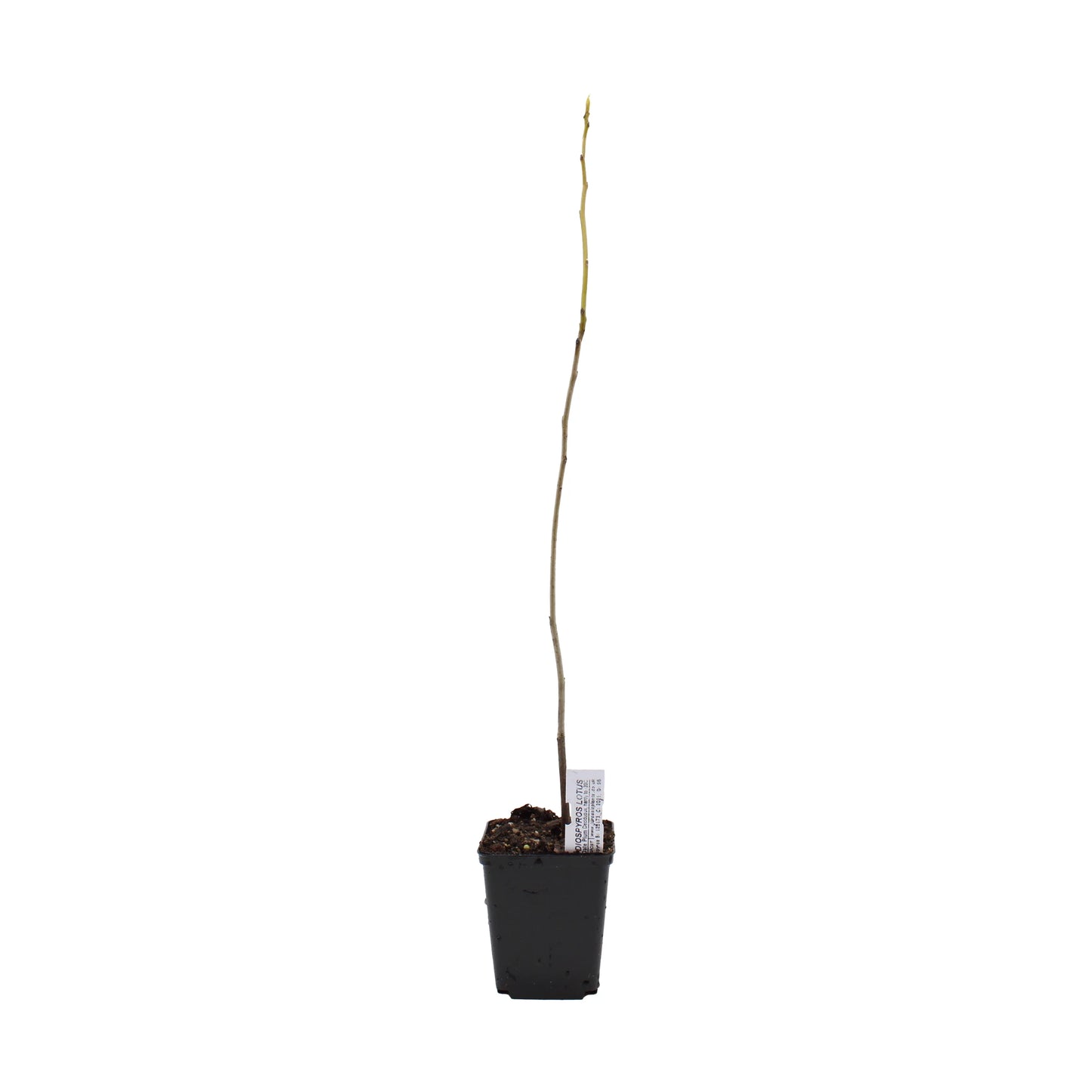 A young, leafless Date Plum Persimmon Tree (Diospyros lotus) sapling grows in a small black pot of soil, promising sweet fruit from this hardy persimmon tree, isolated on a white background.