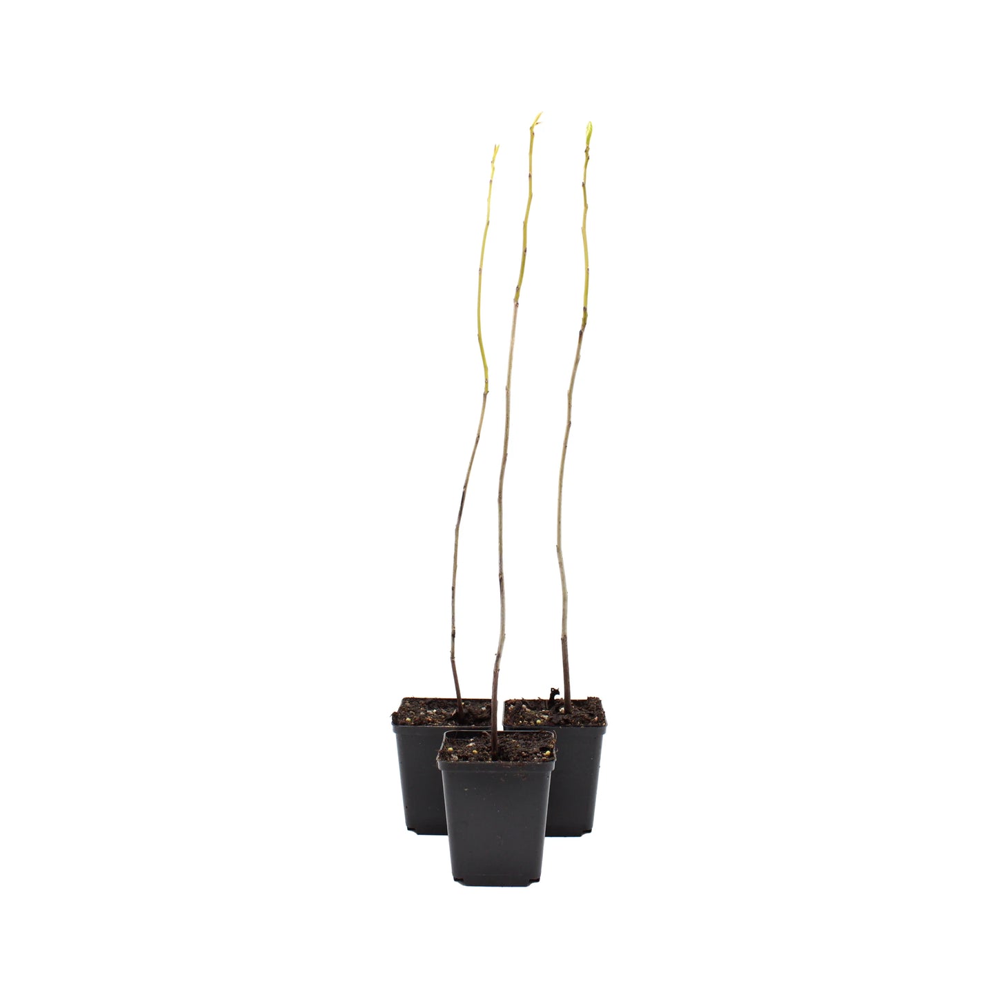 
                  
                    Three Date Plum Persimmon Tree (Diospyros lotus) saplings in small black pots sit together on a white background—these hardy trees are prized for their sweet fruit.
                  
                