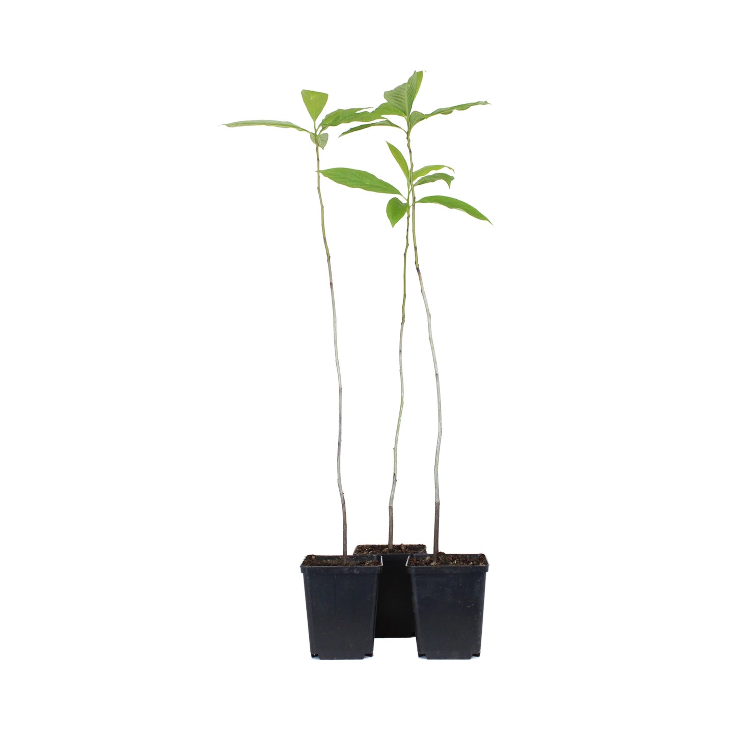 
                  
                    Three young Date Plum Persimmon Tree (Diospyros lotus) saplings with slender stems and green leaves in black pots, side by side on a white background—an ideal hardy choice for persimmon trees suited to the UK climate.
                  
                
