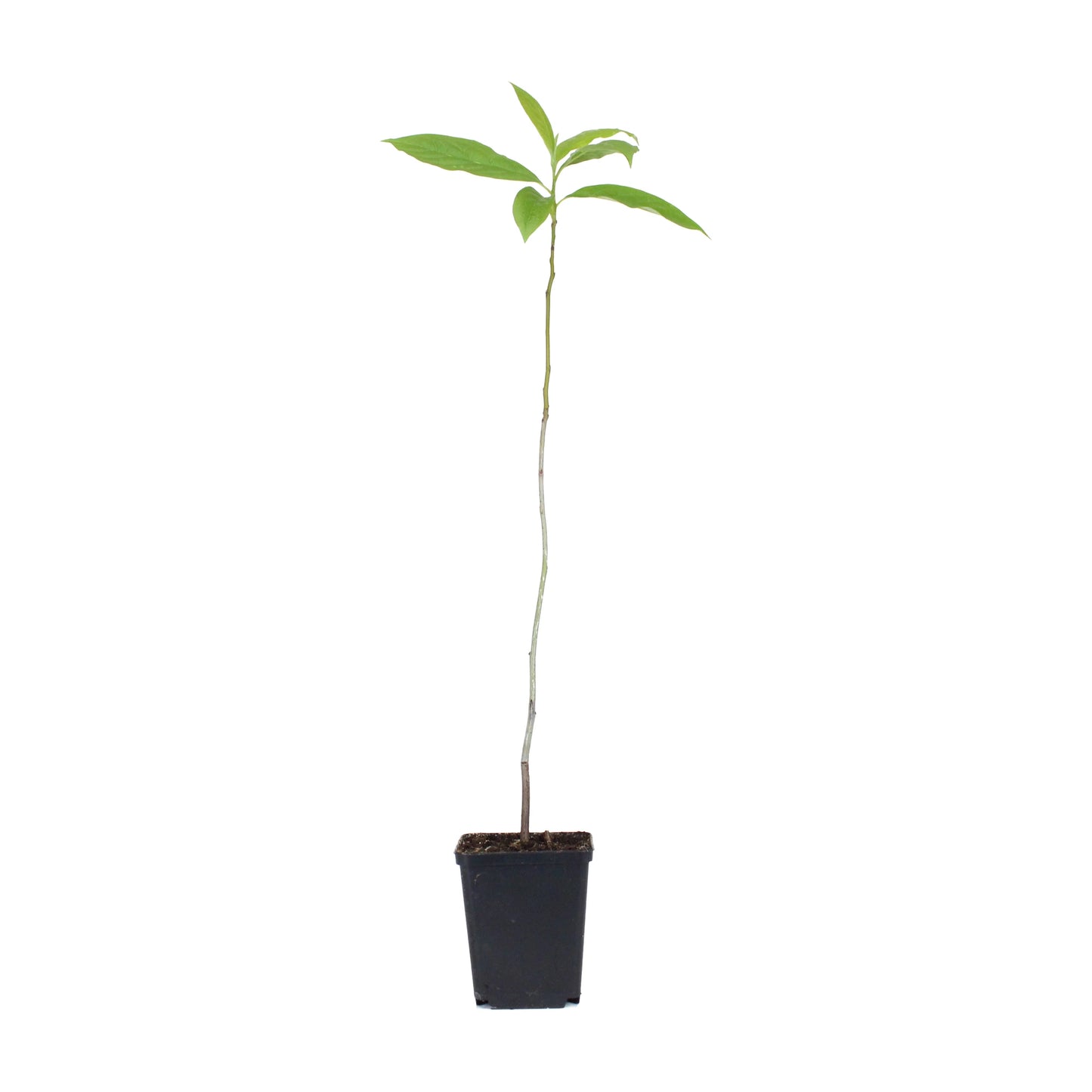 A young Date Plum Persimmon Tree (Diospyros lotus) with green leaves grows in a small black pot against a white background—an ideal hardy fruit tree for the UK climate.