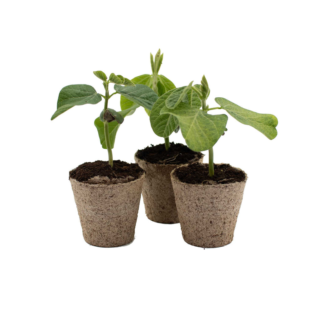 Edamame Bean Plants x 3: Three young edamame plants in biodegradable pots with soil—perfect for starting your own nutritious edamame snack garden at home.