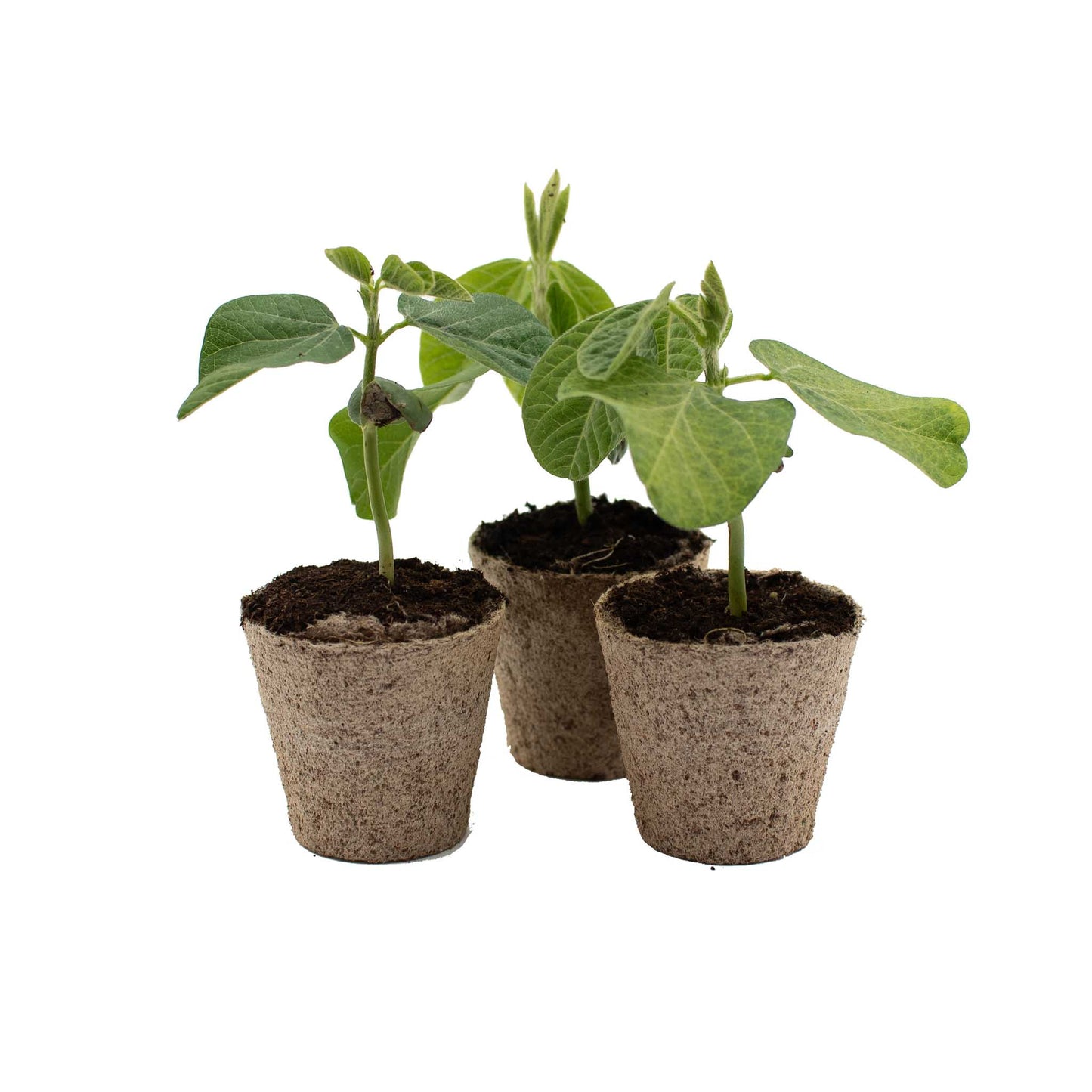 Edamame Bean Plants x 3: Three young edamame plants in biodegradable pots with soil—perfect for starting your own nutritious edamame snack garden at home.