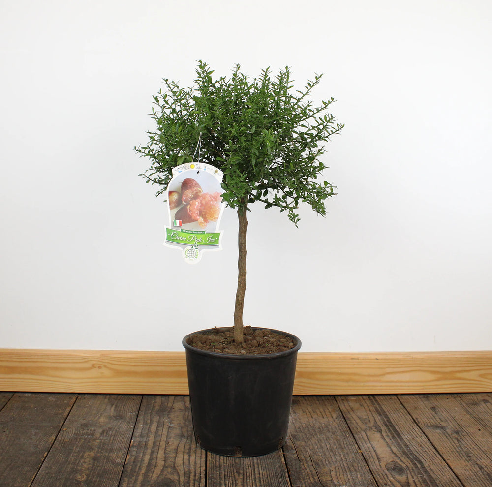
                  
                    Finger Lime Trees (White, Pink or Red)
                  
                
