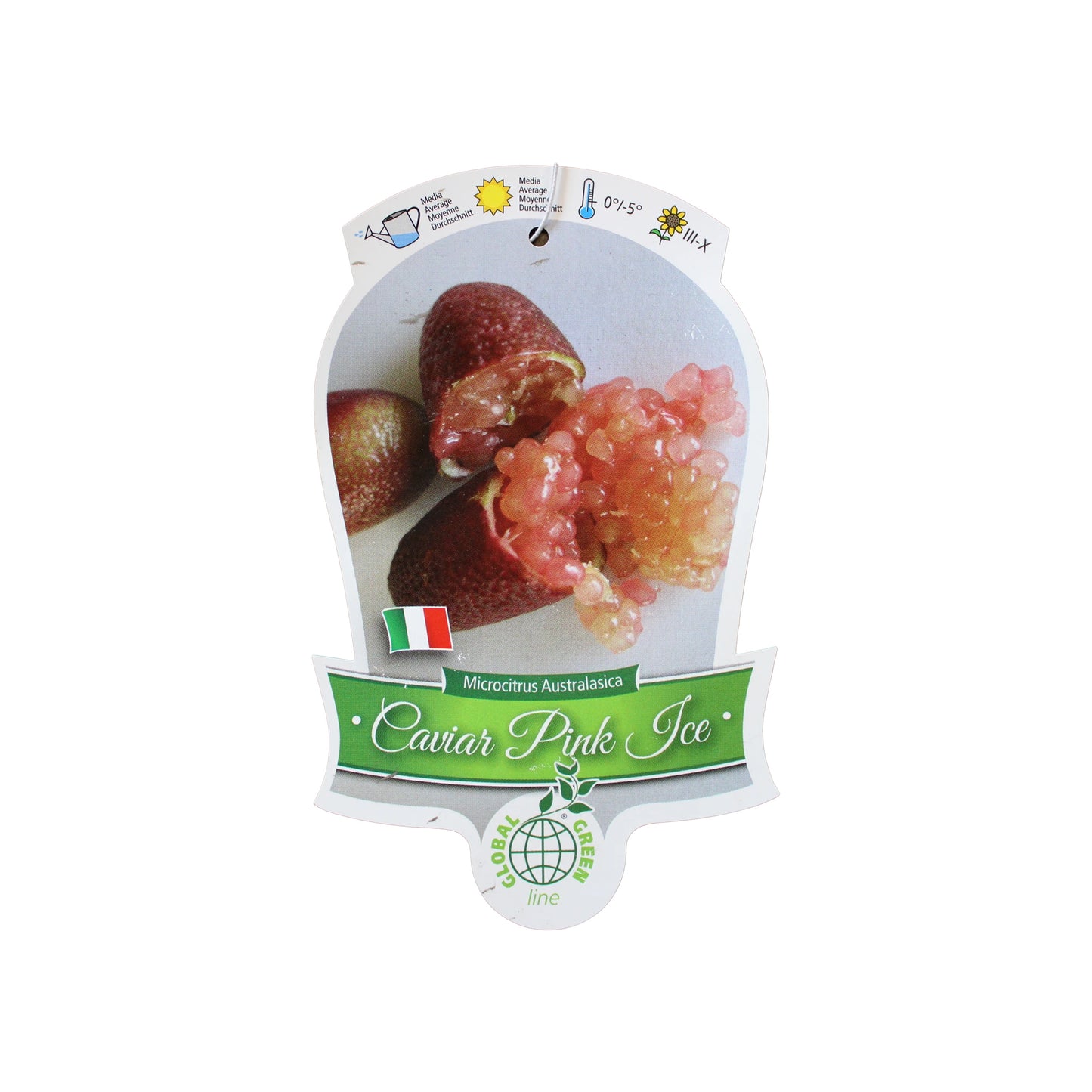 
                  
                    Finger Lime Trees (White, Pink or Red)
                  
                