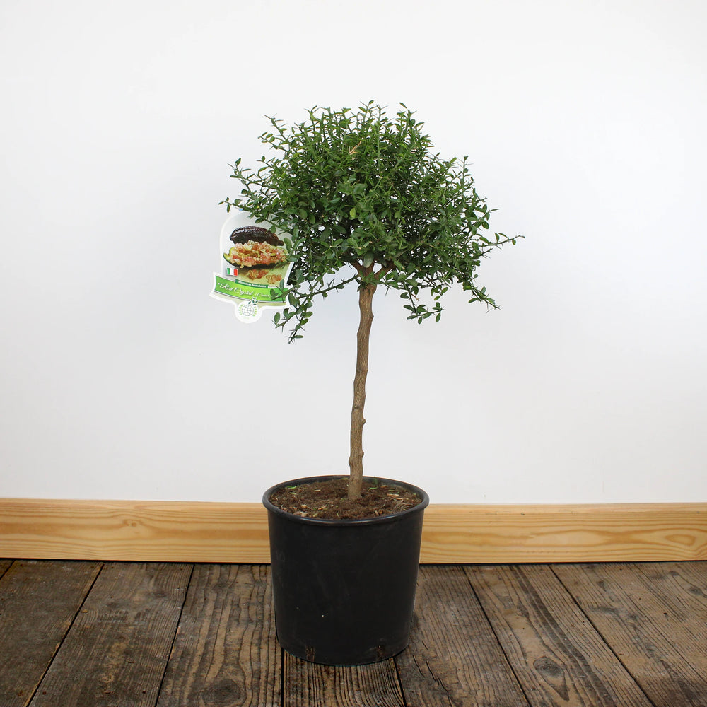 
                  
                    Finger Lime Trees (White, Pink or Red)
                  
                