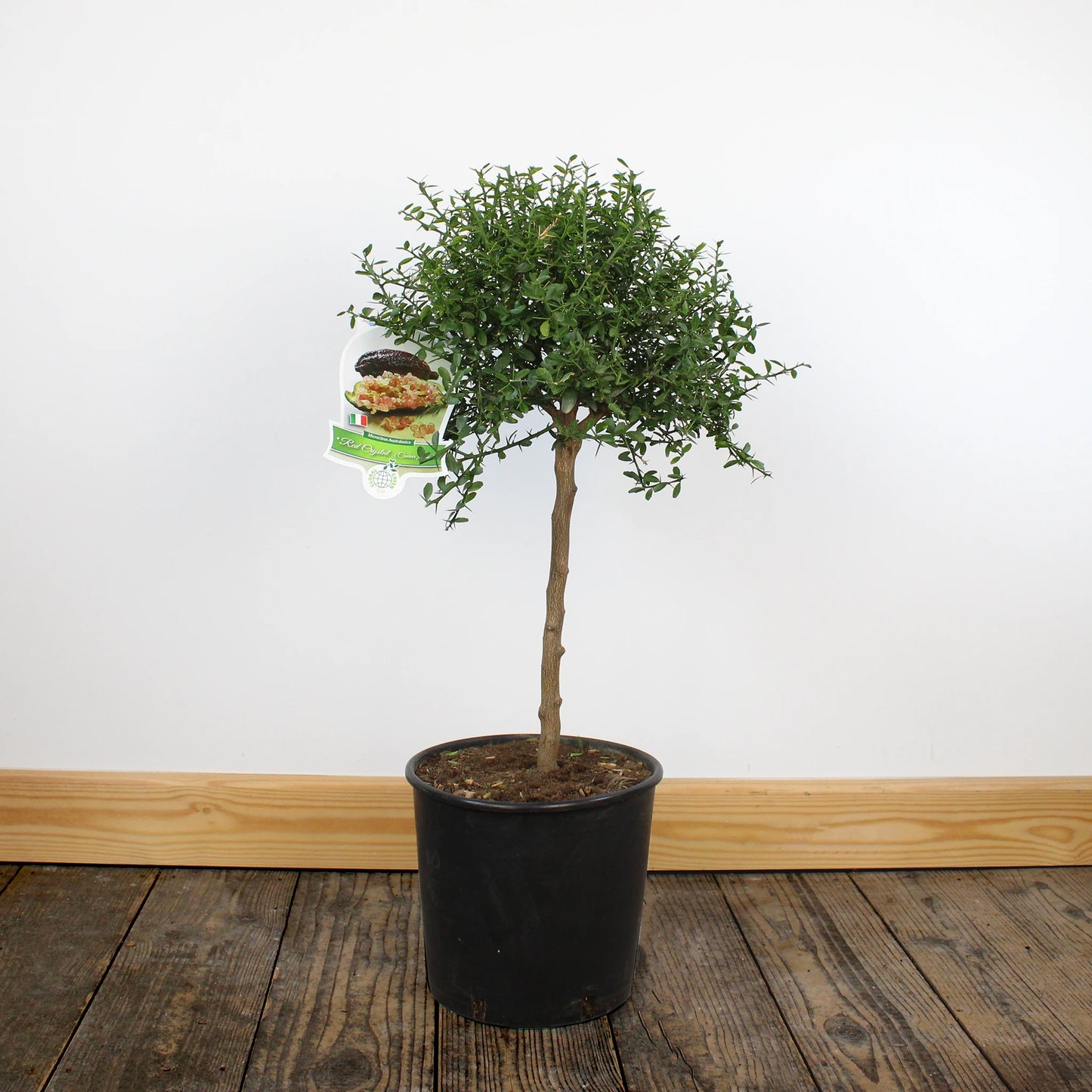 
                  
                    Finger Lime Trees (White, Pink or Red)
                  
                