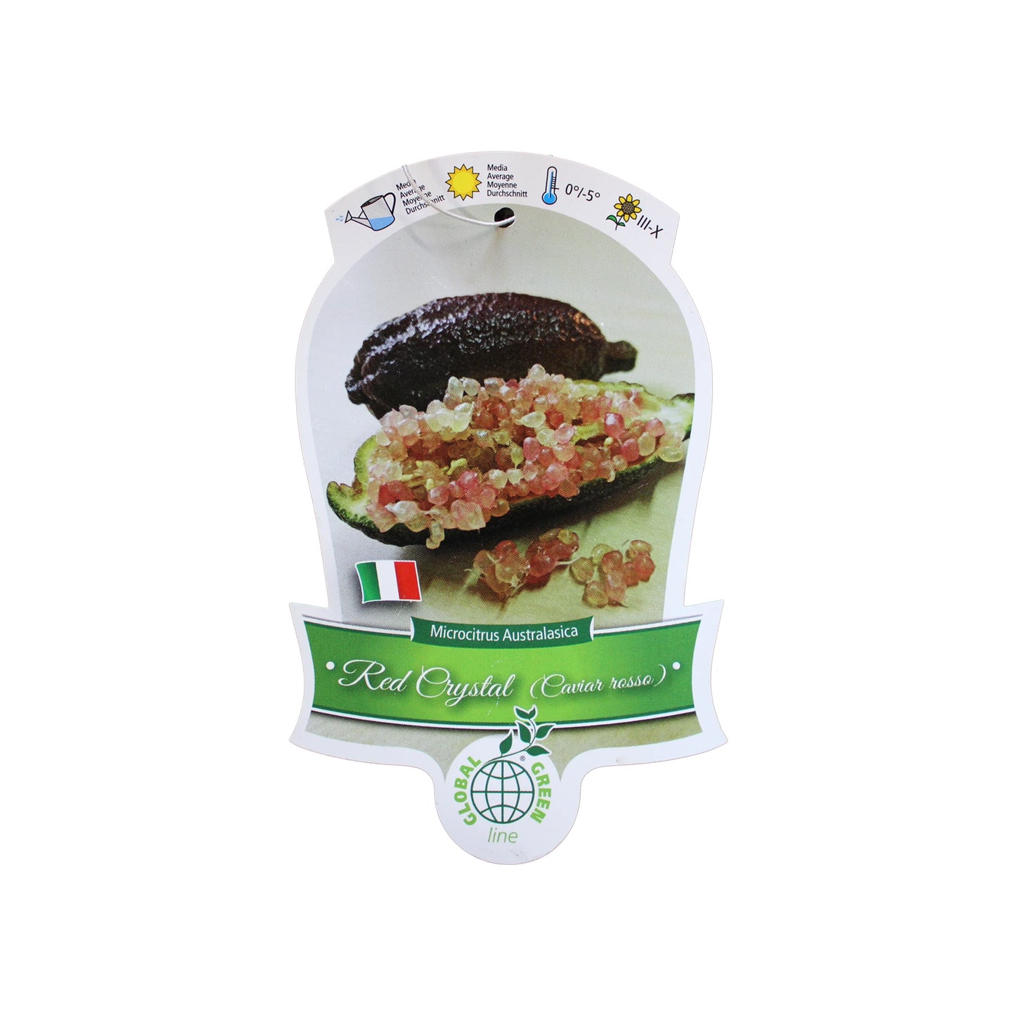 
                  
                    Finger Lime Trees (White, Pink or Red)
                  
                