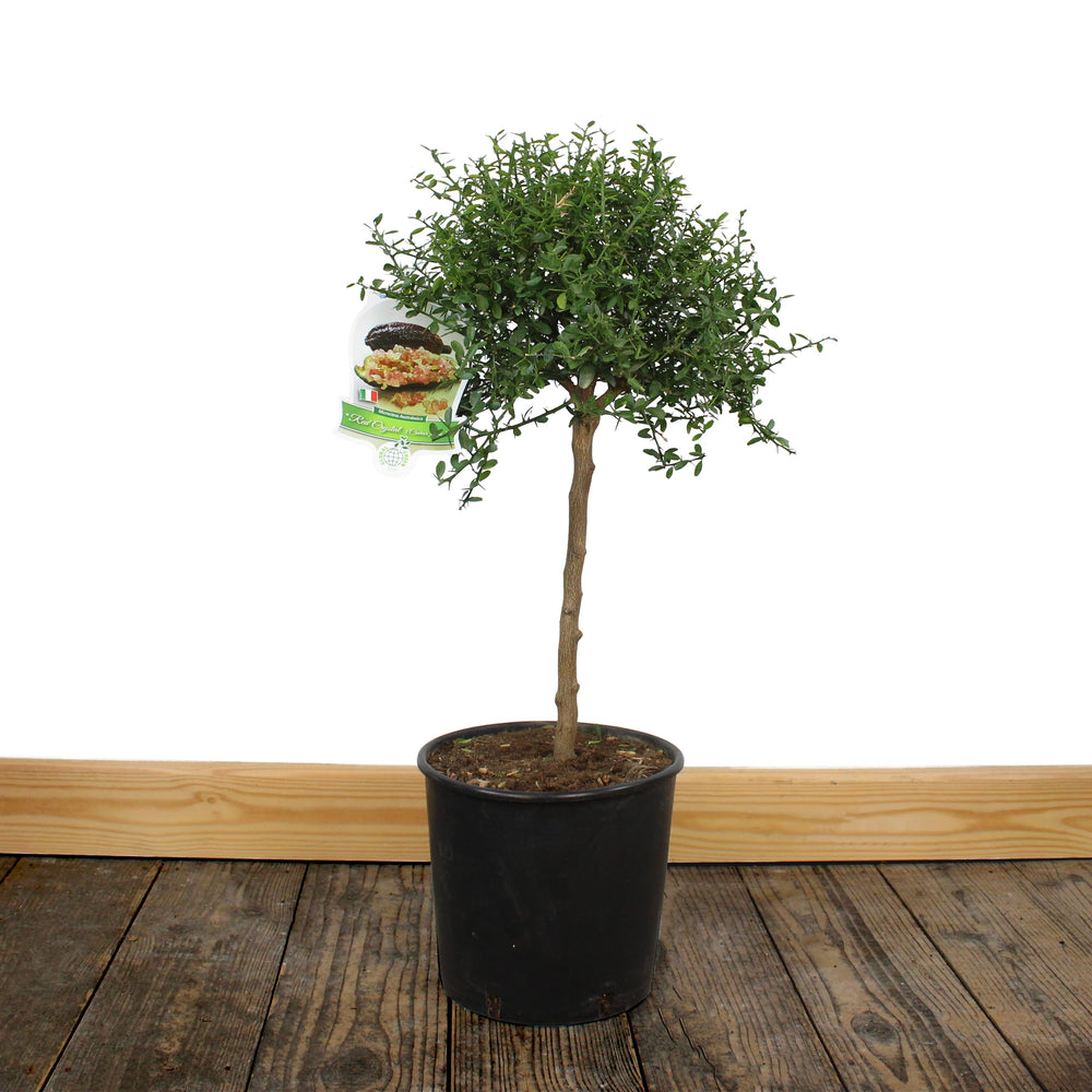 
                  
                    Finger Lime Trees (White, Pink or Red)
                  
                