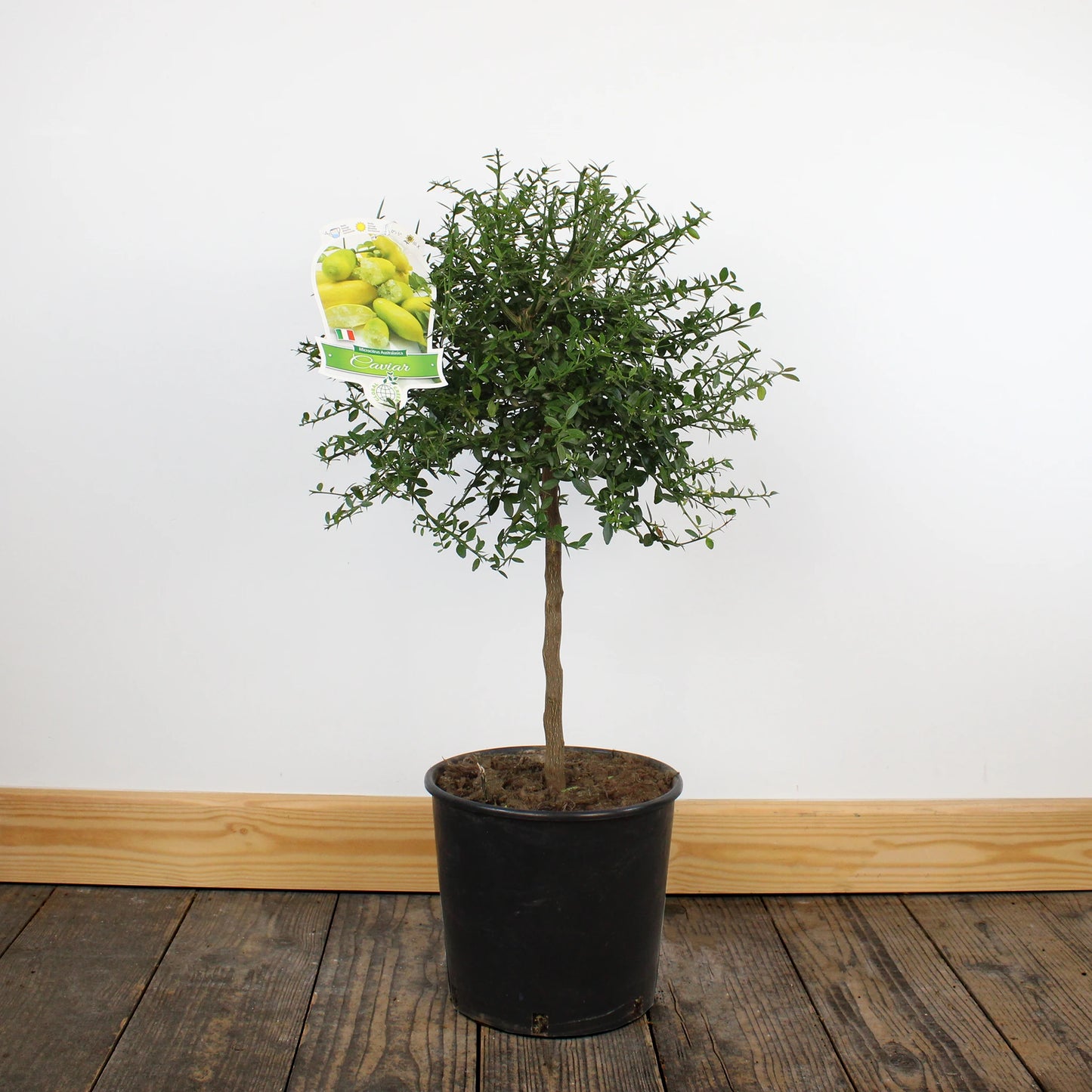 
                  
                    Finger Lime Trees (White, Pink or Red)
                  
                