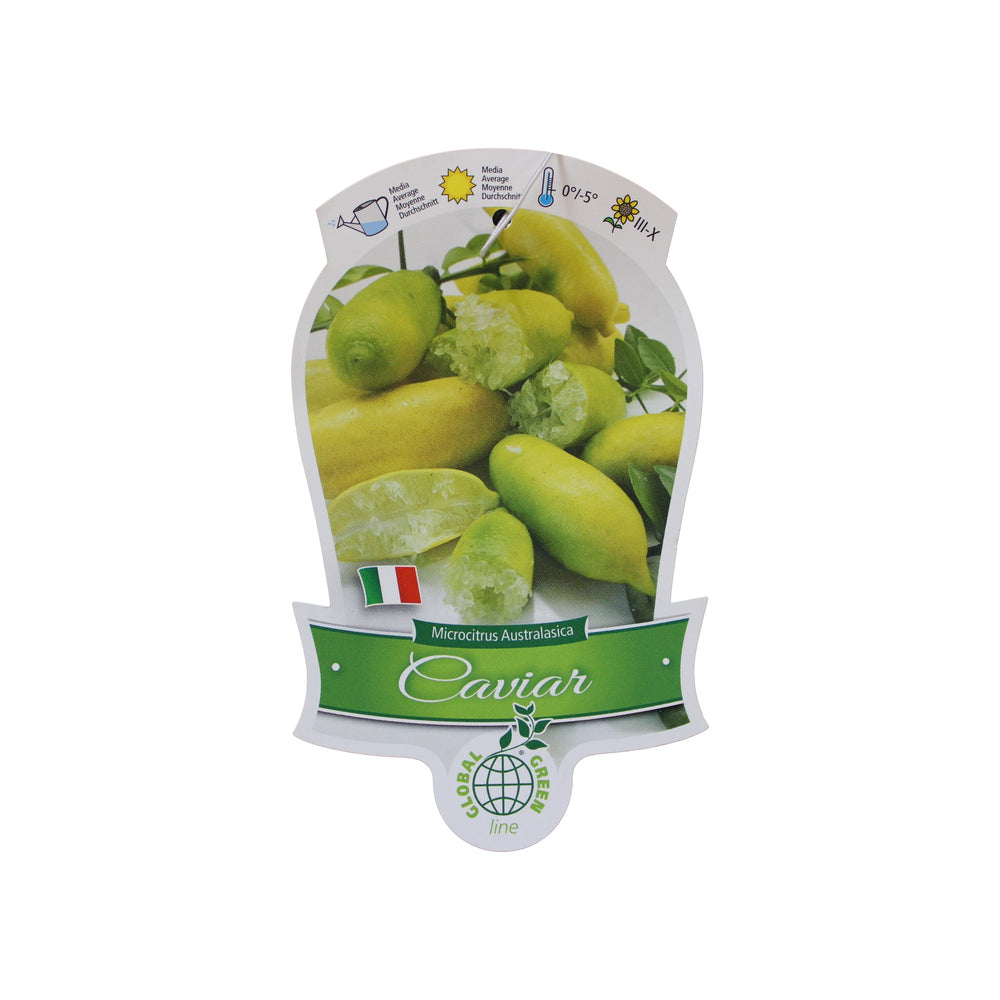 
                  
                    Finger Lime Trees (White, Pink or Red)
                  
                