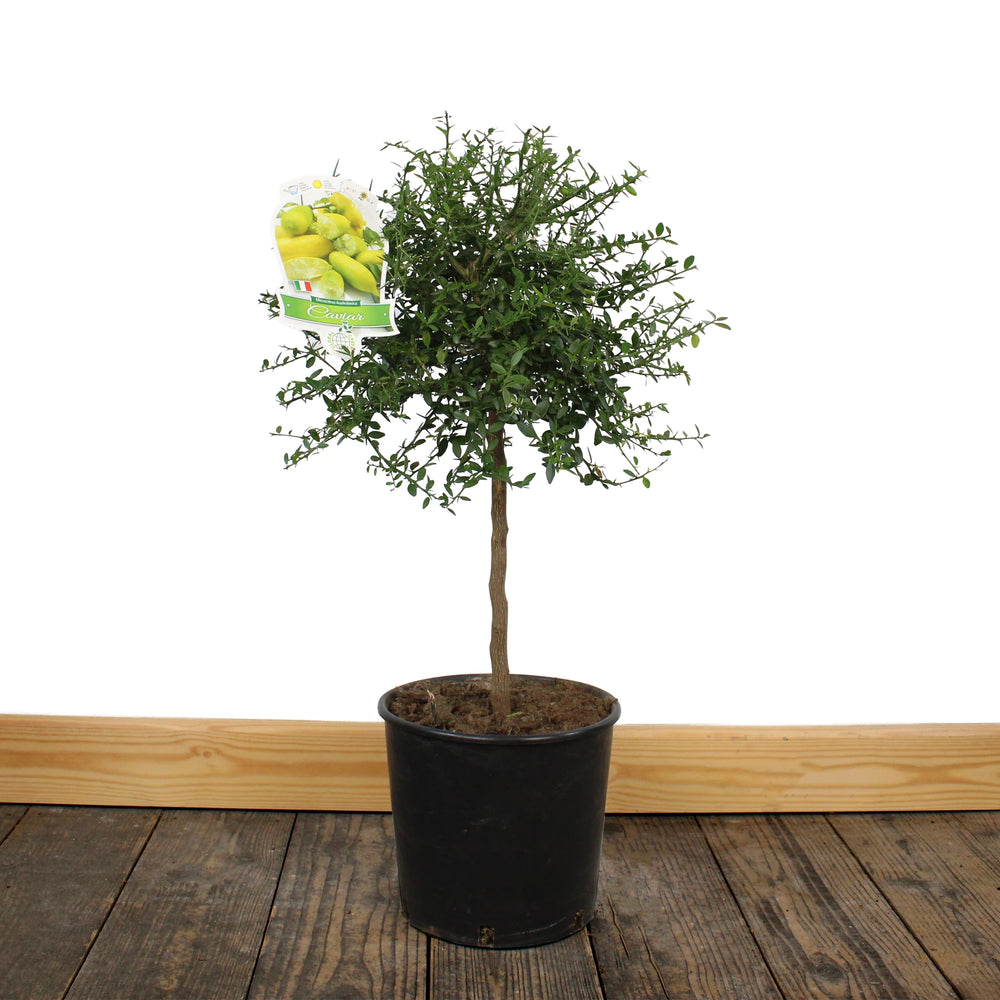 Finger Lime Trees (White, Pink or Red)