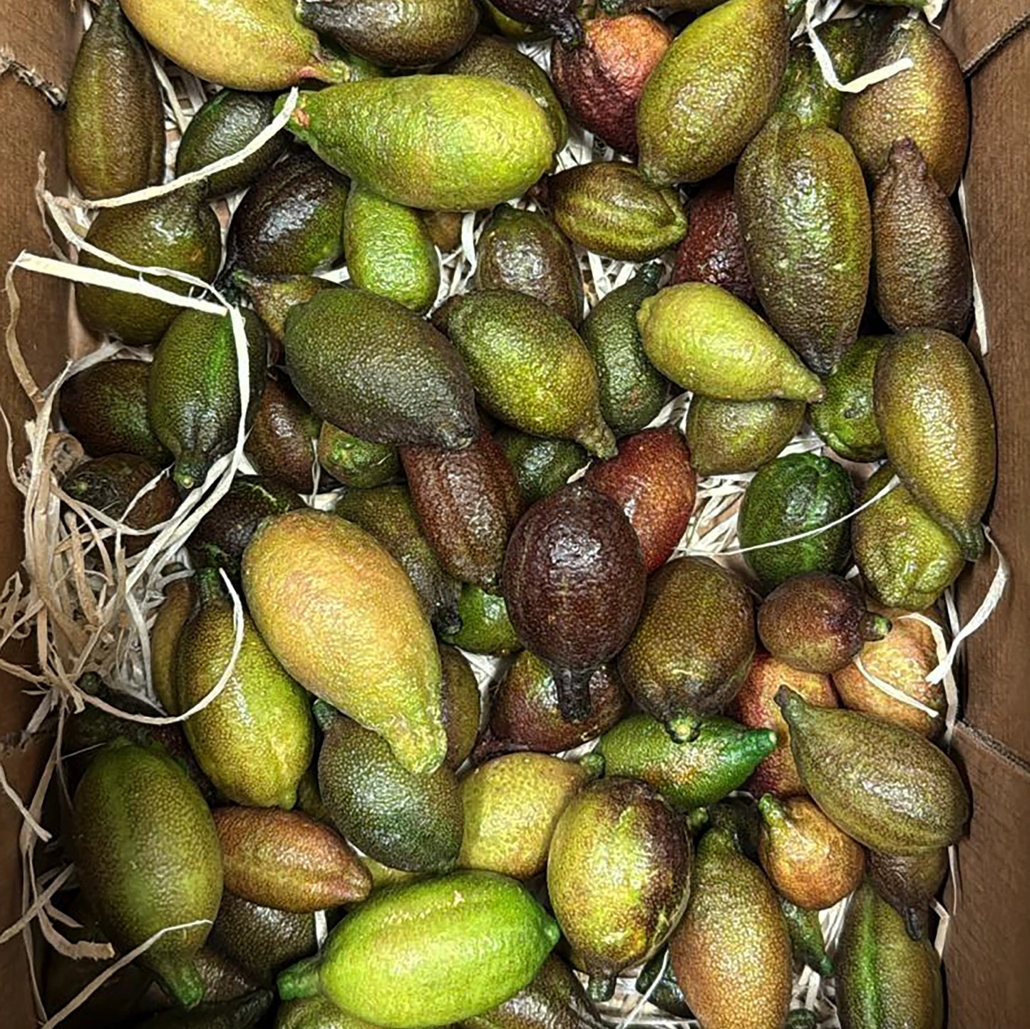 A box of Fresh Finger Limes, Citrus Caviar, in assorted green and brown hues, carefully packed with shredded paper for cushioning.