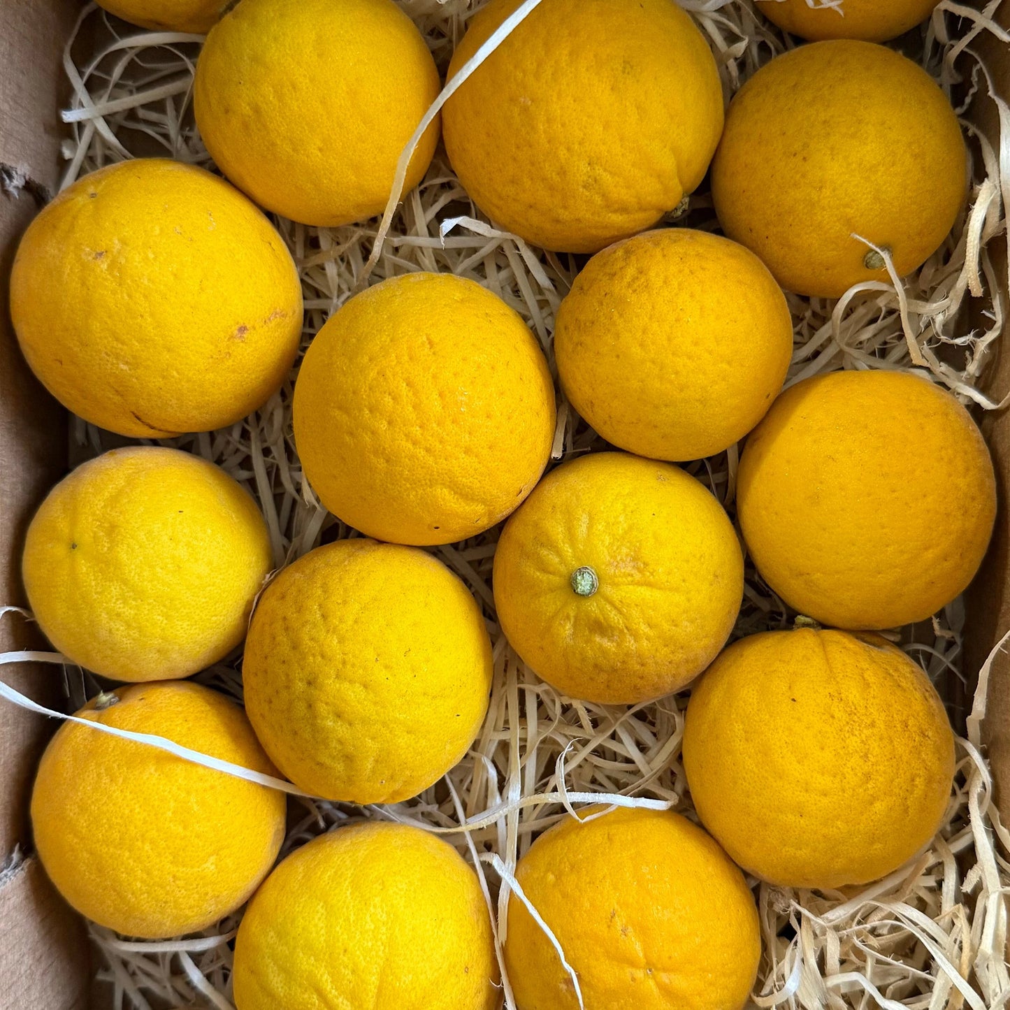 A top-down view of Fresh Flying Dragon yellow lemons arranged in a box with shredded paper packing, accompanied by a few bitter oranges for a vibrant citrus display.